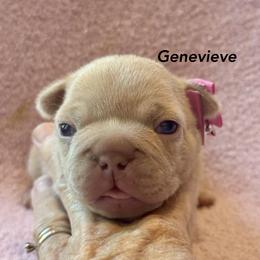 Genevieve - Liver female French Bulldog puppy in Paso Robles, California from Laurelwood Frenchies CA