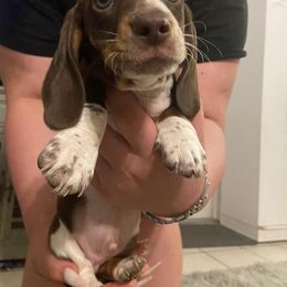 Dachshund Puppies from Dreaming of Dachshunds