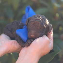 Fiddle Fart - Blue Collar - Brown male Poodle puppy in Springfield, Oregon from Valaurah Farms