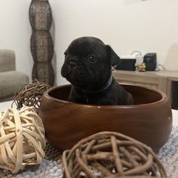 French Bulldog Puppies from Desert Madness Frenchies