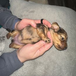 1 - Dapple female Dachshund puppy in Lansing, Michigan from Black Thunder 517 Cane Corso and Dachshunds