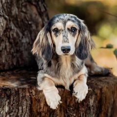 Dany - Dachshund