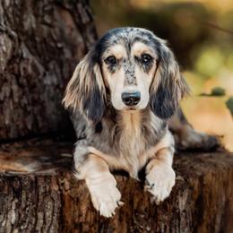 Dany - Dachshund