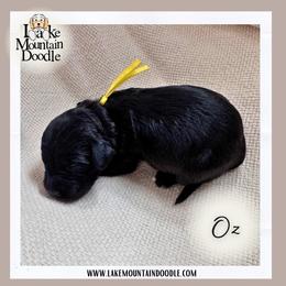 Oz - Black male Australian Labradoodle puppy in Eagle Mountain, Utah from Lake Mountain Doodle