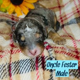 Uncle Fester - Merle male Bernedoodle puppy in Beecher, Illinois from Erica’s Doodles