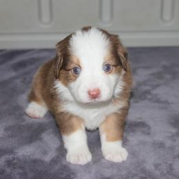 Miniature American Shepherd and Miniature Australian Shepherd Puppies from Red Moon Mini Aussies