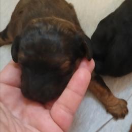 Girl two - Chocolate female Cavapoo puppy in East Providence, Rhode Island from Marta's Cavaliers