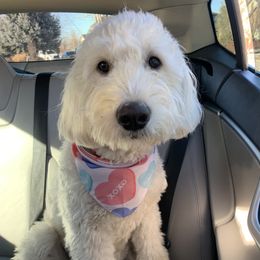 Maggie - Goldendoodle