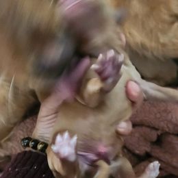 Stanley - Golden male Golden Retriever puppy in Milwaukee, Wisconsin from Pedigree Golden Retrievers