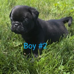 Pug Puppies from Stubbys pugs