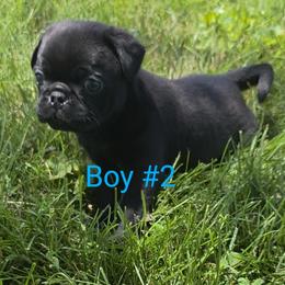 Pug Puppies from Stubbys pugs