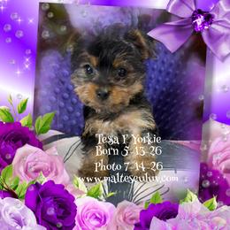 Tessa - Black and tan female Yorkshire Terrier puppy in Silverhill, Alabama from Malteseuluv’s Tiny Treasurers