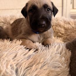 Magic - Wheaten male Irish Wolfhound puppy in Uintah County, Utah from Bingo's Wolfhounds, Lollipop Pomskies