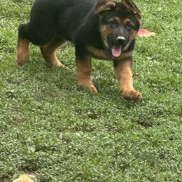 German Shepherd Puppies from Segen Von Gott German Shepherd’s