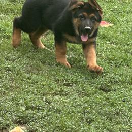 German Shepherd Puppies from Segen Von Gott German Shepherd’s