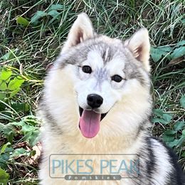 Adara - Siberian Husky