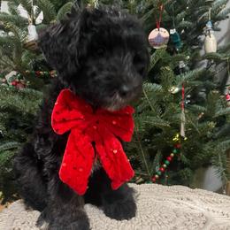 Bonnie (light blue collar) - Black female Sheepadoodle puppy in Mouth Of Wilson, Virginia from HoneyBunn Doodle Co.