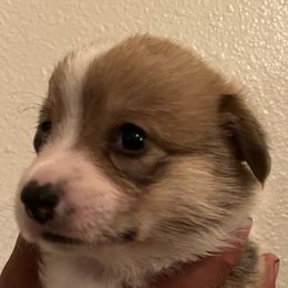 Pembroke Welsh Corgis from Eos Kennels