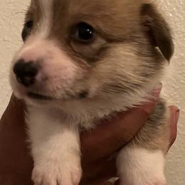 Pembroke Welsh Corgis from Eos Kennels