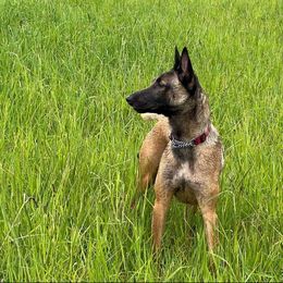 Teeze - Belgian Malinois