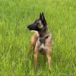 Teeze - Belgian Malinois