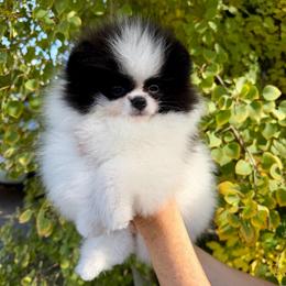 Hewie - Black parti male Pomeranian puppy in Fort Collins, Colorado from Gempoms