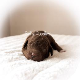 Mitchie - Red  female Poodle puppy in Fresno, California from Bell’s Poodles Of California