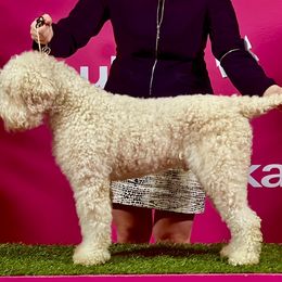 piggy - Lagotto Romagnolo