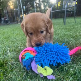 Orange I cute - Girl - Dark golden female Golden Retriever puppy in Aumsville, Oregon from Bigfoot Goldens AKC Registered Dark Red