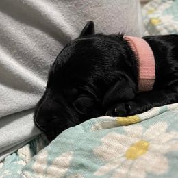 Goldendoodle Puppies from U Need A Doodle