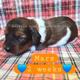 Mars - Piebald male Dachshund puppy in Harrodsburg, Kentucky from Wayward Home Dachshunds