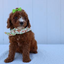 Muffin - Red  female Goldendoodle puppy in Apopka, Florida from Rae Precious Puppies