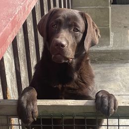 Niki - Labrador Retriever
