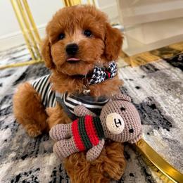 LEON - Apricot male Maltipoo puppy in Sugar Land, Texas from Celebrity Maltipoos