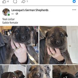 Female 2500 - Sable female German Shepherd puppy in Buckfield, Maine from Levesques German Shepherds