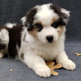 Bronze - Blue merle male Miniature American Shepherd puppy in Springfield, Missouri from Sunrock Kennel
