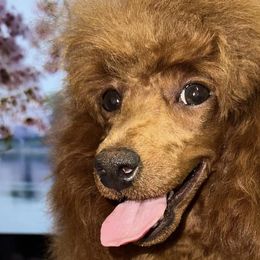 Poodles from KC Recherche'