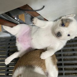 Australian Cattle Dog and Companion Cross Puppies from MX Kennel - Central MO