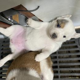 Australian Cattle Dog and Companion Cross Puppies from MX Kennel - Central MO