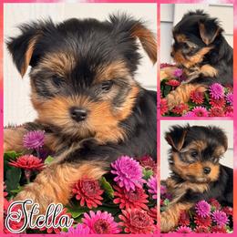 Stella - Black and tan female Yorkshire Terrier puppy in London, Kentucky from Soto Yorkies
