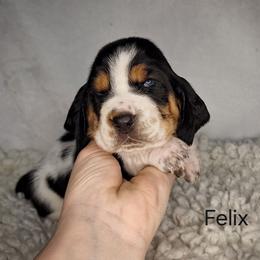 Felix - Black brown and white male Basset Hound puppy in Mack's Creek, Missouri from Mack's Creek Basset Hounds