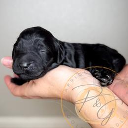 Audrey (pink collar) - Black female Goldendoodle puppy in Murrieta, California from Apricot Poodles & Goldendoodles, LLC