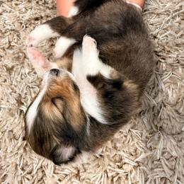 Puerto - Sable & white male Toy Shetland Sheepdog puppy in Leavenworth, Washington from Better Than Best Farm