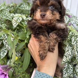 Akc Gracie - Phantom female Poodle puppy in Kalamazoo, Michigan from Creekside Ranch