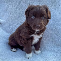 Clay - Red & white male Australian Shepherd puppy in Raleigh, North Carolina from Southern Tribute Farms