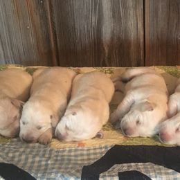 Labrador Retriever Puppies from Forst Family Farms