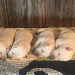 Labrador Retriever Puppies from Forst Family Farms