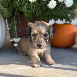 Alvin 3300 - Cream male Dachshund puppy in North Branch, Michigan from Monarch Miniature Dachshunds