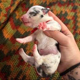 Spud - Black and tan male Pembroke Welsh Corgi puppy in Leonard, Texas from Southern Rose Corgis