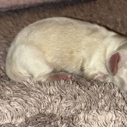 Dachshund Puppies from Whitesboro Dachshund